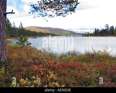 Lake on Valdresflya during the  turning of the seasons/Indian summer,  Jotunheimen, Norway Stock Photo