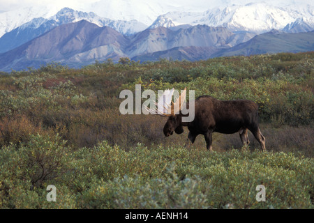 bull moose Alces alces in Denali National Park Alaska Stock Photo