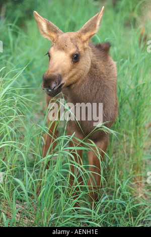 moose calf Alces alces on the Kenai Peninsula southcentral Alaska Stock Photo