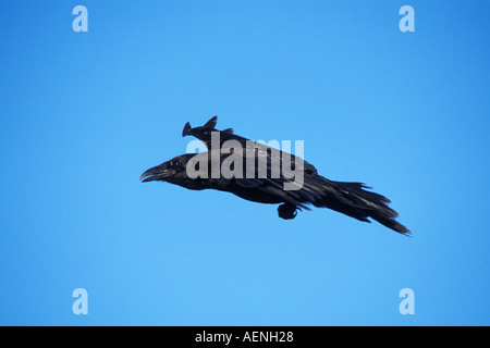 common raven Corvus corax in flight North Slope Alaska Stock Photo