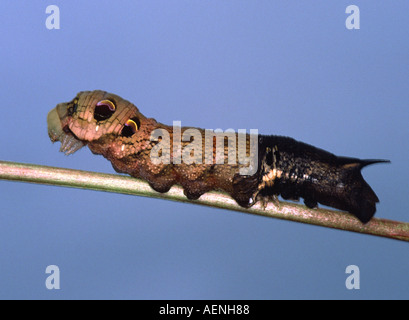 Elephant Hawk Moth larva changing skin Stock Photo