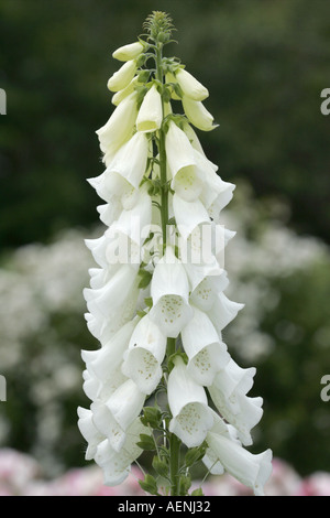 white foxglove flowers digitalis purpurea alba scrophulariaceae Stock Photo