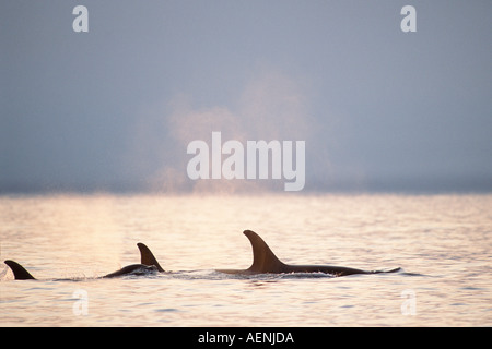 killer whale Orcinus orca pod in Kenai Fjords National Park Chiswell Islands National Marine Sanctuary southcentral Alaska Stock Photo
