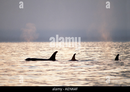 killer whale Orcinus orca pod in Kenai Fjords National Park Chiswell Islands National Marine Sanctuary southcentral Alaska Stock Photo