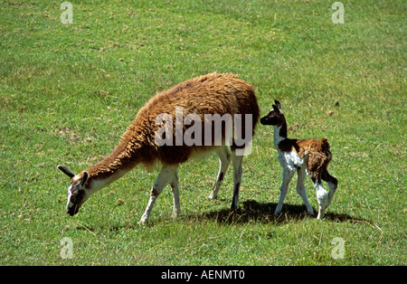 Adult llama grazing, and very young baby llama, Machu Picchu, Peru Stock Photo