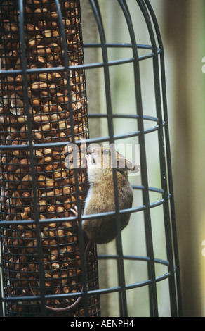Yellow Neck Mouse In Squirrel Proof Bird Feeder Wild Stock Photo