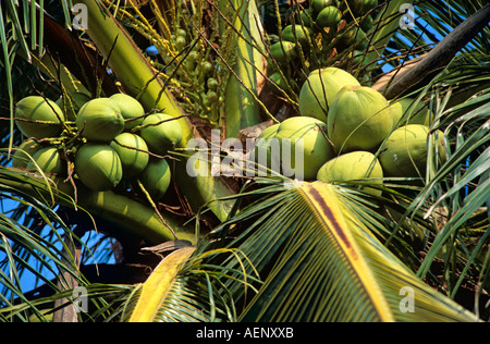 Coconuts in coconut tree, Cocos Nucifera, Thailand Stock Photo
