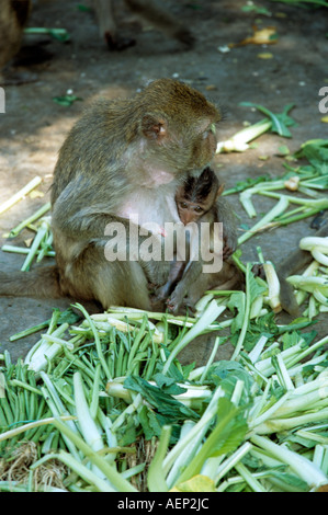 Mother and baby Macaque monkeys, Lopburi, Thailand Stock Photo