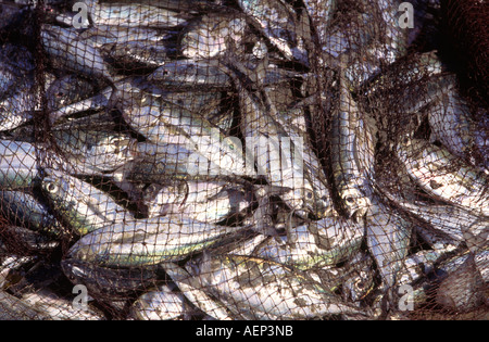 India Goa Palolem fishing fish caught in net Stock Photo