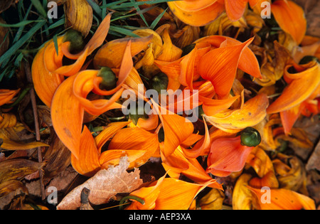 Brightly coloured flowers from a coral tree, Erythrina subumbrans, on the ground, Thailand Stock Photo