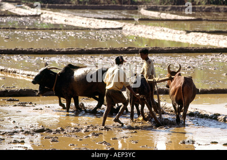 India Goa Agonda agriculture rice paddies being ploughed with buffalo for planting Stock Photo