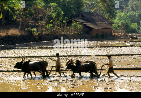 India Goa Agonda agriculture rice paddies being ploughed with water buffalo for planting Stock Photo