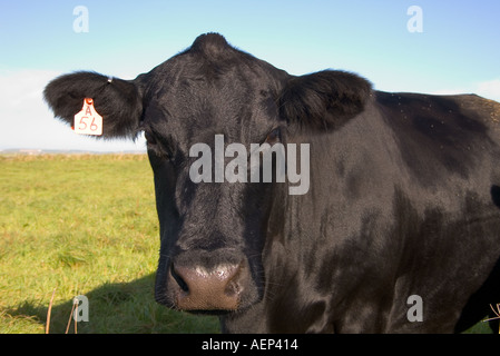 dh Aberdeen Angus cows CATTLE UK British Black beef cow in field Orkney face livestock farm animal head close up scotland Stock Photo