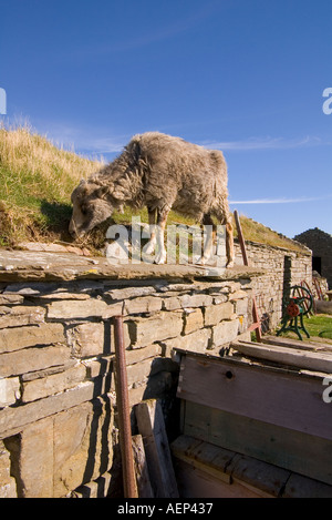 dh Farm Museum CORRIGALL ORKNEY North Ronaldsay sheep eating turf roof grass scottish rare bred grazing