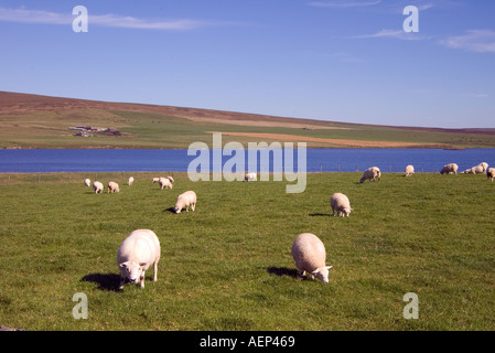 dh Kirbister Loch ORPHIR ORKNEY Flock of sheep grazing in field loch shoreside