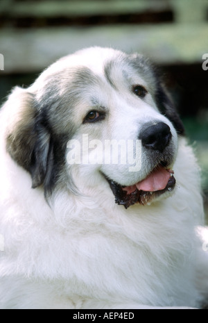 Great Pyrenees Model Released image Stock Photo