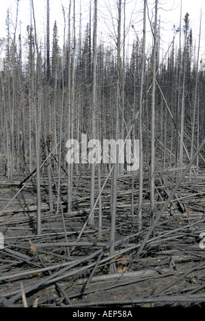 the remainings of a forest after the devastating fires in the region of ...