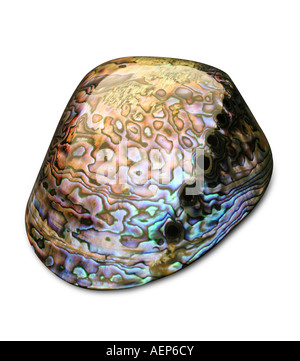 Close up photography of a paua shell Stock Photo