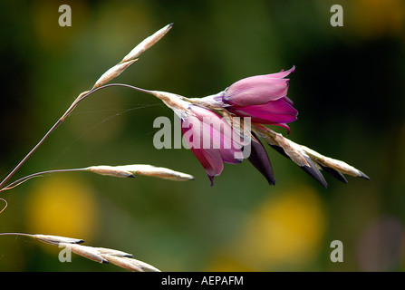 A single Dierama flower - Angels fishing rod Stock Photo