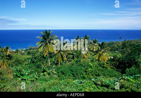 palmtree grove island of barbados archipelago of the lesser antilles caribbean Stock Photo