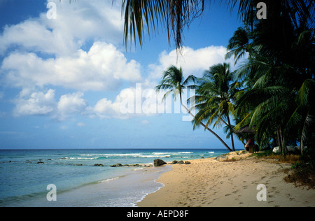 palmtrees at beach island of barbados archipelago of the lesser antilles caribbean Stock Photo