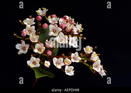 Viburnum tinus flowerhead - 'Eve Price' Stock Photo