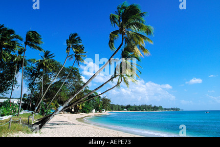 palmtrees at kings beach island of barbados archipelago of the lesser antilles caribbean Stock Photo