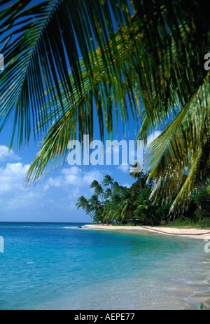 palmtree grove at kings beach island of barbados archipelago of the lesser antilles caribbean Stock Photo