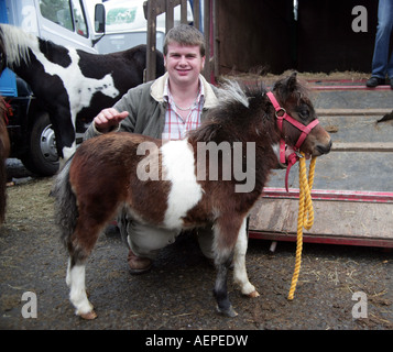 Teddy, miniature Shetland pony foal , being sold by Scott at the Lammas Fair, Ballycastle Stock Photo