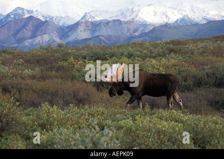 bull moose Alces alces in Denali National Park Alaska Stock Photo