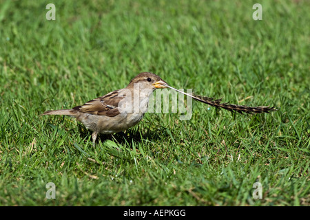Young House Sparrow Passer domesticus with feather potton bedfordshire Stock Photo