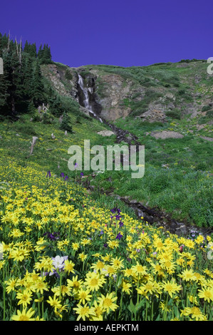 Waterfall and wildflowers in alpine meadow Heartleaf Arnica Arnica cordifolia Ouray San Juan Mountains Colorado USA Stock Photo