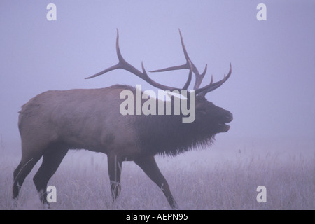 elk Cervus elaphus bull bugles in the fog Yellowstone National Park Montana Stock Photo