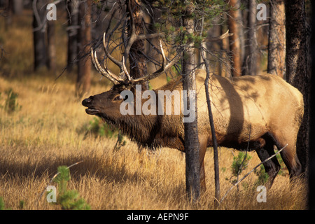 elk Cervus elaphus bull bugles in a burnt out section of Yellowstone National Park Montana Stock Photo