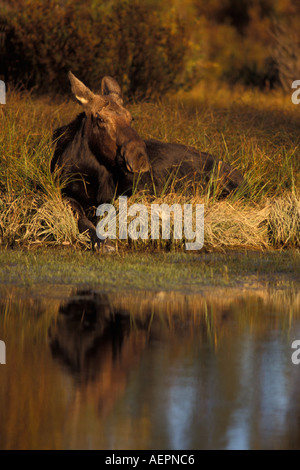moose Alces alces cow rests on the bank of a river Teton National Park Wyoming Stock Photo