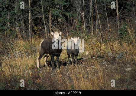 stones sheep Ovis dalli stonei ewe and young lamb in Yukon Yukon Territories Canada Stock Photo