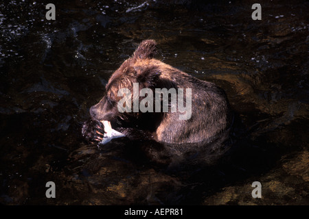 brown bear Ursus arctos catching fish in Anan Creek Tongass National Forest southeast Alaska Stock Photo