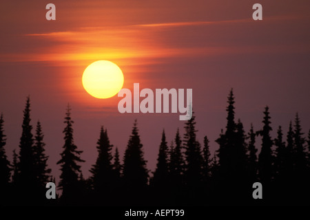 sunset over black spruce trees Kenai Peninsula southcentral Alaska Stock Photo