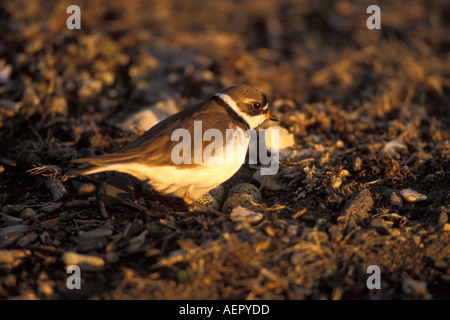 semipalmated plover Charadrius wilsonia female on her nest with eggs 1002 coastal plain Arctic National Wildlife Refuge Alaska Stock Photo