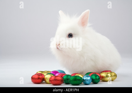 white easter bunny with chocolate eggs isolated Stock Photo