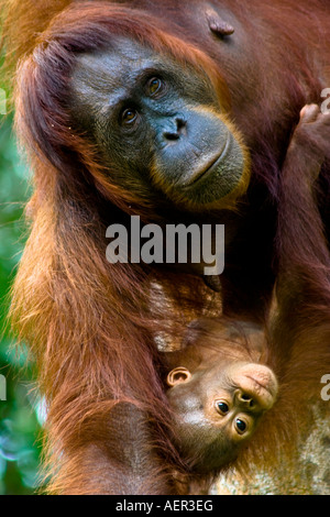 Mother Orangutan and Baby in the Wild at Semenggoh Wildlife Rehabilitation Centre, Kuching, Sarawak, Borneo, Malaysia Stock Photo