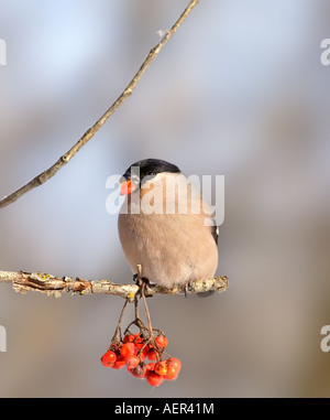 Eurasian Bullfinch ( Pyrrhula pyrrhula ) Stock Photo