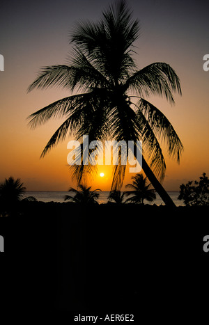 coconut palmtrees at sunset island of jamaica archipelago of the greater antilles caribbean Stock Photo