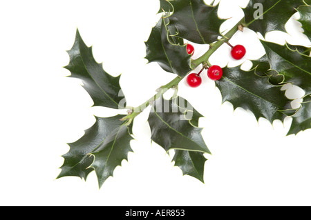 Branch of Holly Bush with few red berries Stock Photo