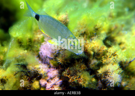 Annular gilthead at shallow waters in Mediterranean Stock Photo