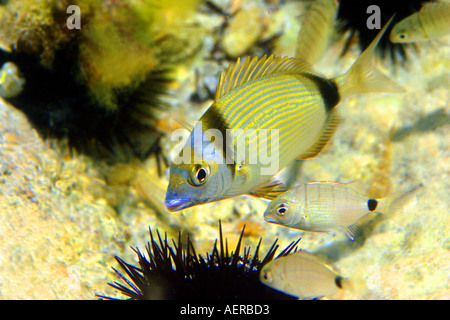 common two banded sea bream, black urchin Stock Photo