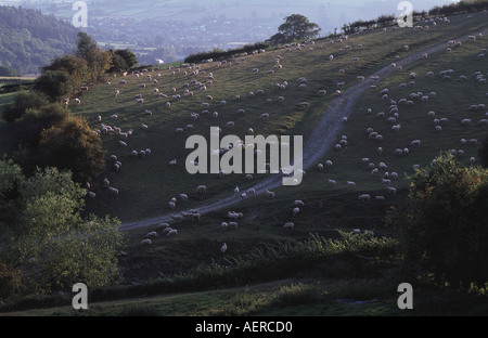 Snaking track on hillside with sheep grazing in Shropshire on the Welsh border. Stock Photo