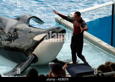 SeaWorld Orlando Florida USA the killer whale Shamu Stadium with show keeper Stock Photo