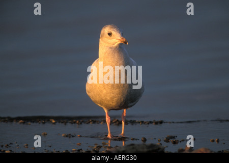 glaucous winged gull Larus glaucesscens calling in the 1002 coastal ...