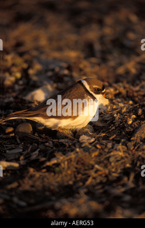 semipalmated plover Charadrius wilsonia female on her nest with eggs 1002 coastal plain Arctic National Wildlife Refuge Alaska Stock Photo